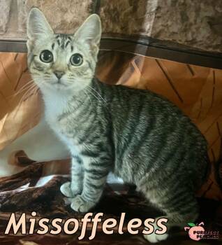 Rescue Domestic Short Hair Cats for Adoption in Douglasville, Georgia - Missoffeless | PetCurious