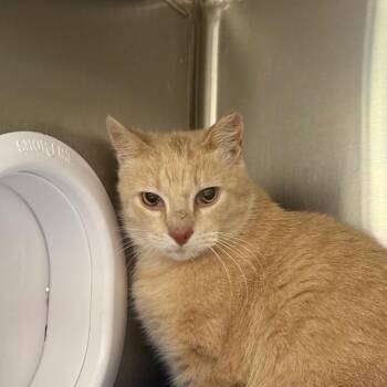 Barkie (Barn Cat) -  Domestic Short Hair Cat for Adoption in West Olive, Michigan - Barkie (Barn Cat) | PetCurious