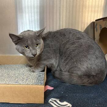 Domestic Short Hair Cats Available for Adoption in St. Louis, Missouri - WHISPER | PetCurious