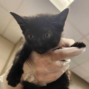 Tetra -  Domestic Short Hair Cat for Adoption in Asheville, North Carolina - Tetra | PetCurious
