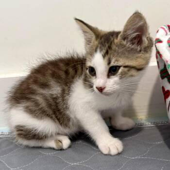 Duchess -  Domestic Short Hair Cat Available for Adoption in NEW PT RICHEY, Florida - Duchess | PetCurious