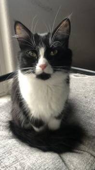 Domestic Medium Hair Cats Available for Adoption in Mountain View, California - Mamacita | PetCurious