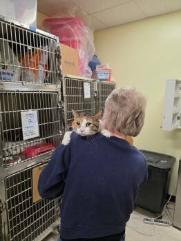 Domestic Short Hair Cats Available for Adoption in Meriden, Connecticut - Crayola | PetCurious