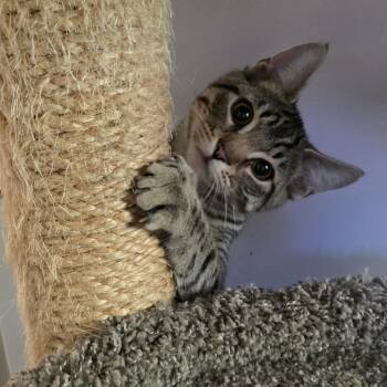 Domestic Short Hair Cats Available for Adoption in Barrière, British Columbia - Ollie | PetCurious