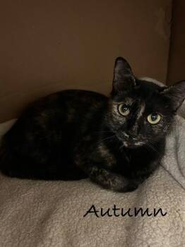 Autumn -  Domestic Short Hair Cat for Adoption in Groveland, Massachusetts - Autumn | PetCurious