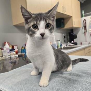 Winston -  Domestic Short Hair Cat for Adoption in Watertown, Wisconsin - Winston | PetCurious