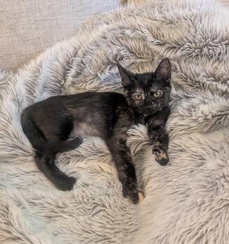 Mustard -  Domestic Short Hair Cat for Adoption in Burnaby, British Columbia - Mustard | PetCurious