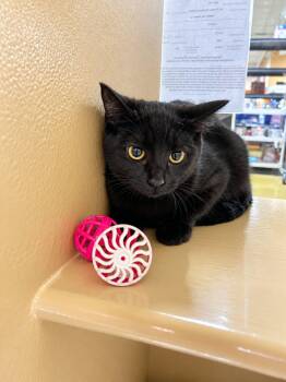 Isla -  Domestic Short Hair Cat for Adoption in Burnaby, British Columbia - Isla | PetCurious