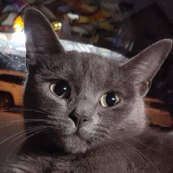 Domestic Short Hair Cats Available for Adoption - Becky | PetCurious