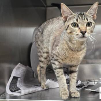 Austin -  Domestic Short Hair Cat for Adoption in Tampa, Florida - Austin | PetCurious