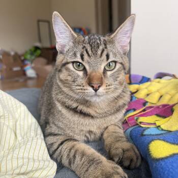 Ashford (AKA Big Al) -  Domestic Short Hair Cat for Adoption in Richmond, Virginia - Ashford (AKA Big Al) | PetCurious