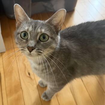 26-223 Verona -  Domestic Short Hair Cat for Adoption in North Branford, Connecticut - 26-223 Verona | PetCurious