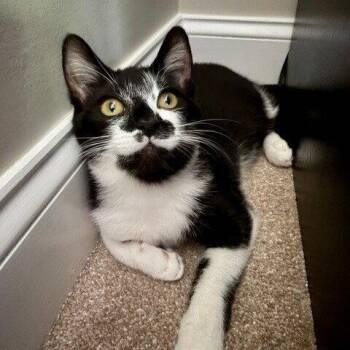 Domestic Short Hair Cats Available for Adoption in Candler, North Carolina - Bacardi | PetCurious