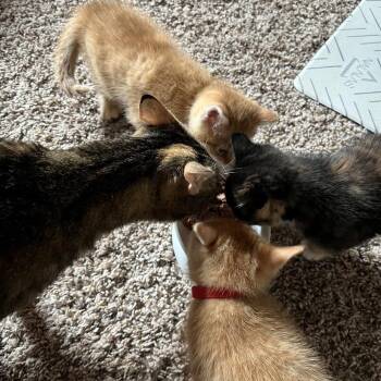 Cleo -  Domestic Short Hair Cat for Adoption in Columbia, Missouri - Cleo | PetCurious