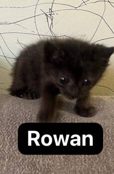 Rowan -  Domestic Short Hair Cat for Adoption in Johnson City, Tennessee - Rowan | PetCurious