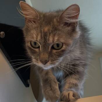 Sea Breeze -  Domestic Short Hair Cat for Adoption in Norman, Oklahoma - Sea Breeze | PetCurious