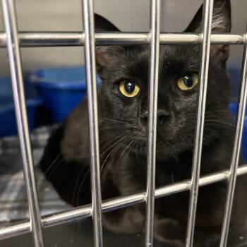 Oliver -  Domestic Short Hair Cat for Adoption in Franklin, North Carolina - Oliver | PetCurious
