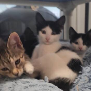 Sparkles -  Domestic Short Hair Cat for Adoption in Charleston, South Carolina - Sparkles | PetCurious