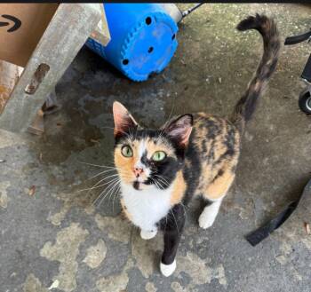 Domestic Short Hair Cats Available for Adoption in Cromwell, Kentucky - Billie | PetCurious