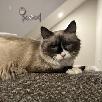 Lenora -  Domestic Long Hair Cat for Adoption in Abbotsford, British Columbia - Lenora | PetCurious