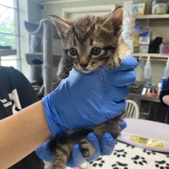 Slash -  Domestic Short Hair Cat for Adoption in Mt. Juliet, Tennessee - Slash | PetCurious
