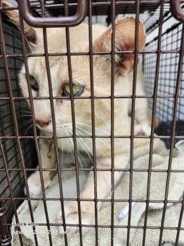 DIVO -  Domestic Short Hair Cat for Adoption in San Antonio, Texas - DIVO | PetCurious