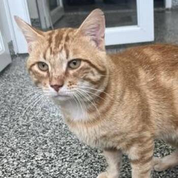 Cheddar -  Domestic Short Hair Cat for Adoption in St. Louis, Missouri - Cheddar | PetCurious