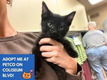 MIGHTY -  Domestic Short Hair Cat for Adoption in Fort Wayne, Indiana - MIGHTY | PetCurious