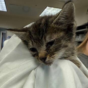 Domestic Medium Hair Cats Available for Adoption in San Antonio, Texas - Liliosa | PetCurious