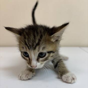 Wish -  Domestic Short Hair Cat for Adoption in Kanab, Utah - Wish | PetCurious
