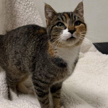Domestic Short Hair Cats Available for Adoption - Stella | PetCurious
