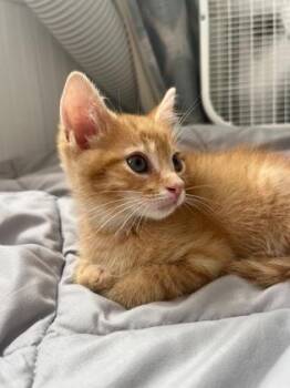 92227A Sammy-PetSmart North Charleston -  Domestic Short Hair Cat for Adoption in North Charleston, South Carolina - 92227A Sammy-PetSmart North Charleston | PetCurious