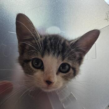 Domestic Short Hair Cats Available for Adoption in Leander, Texas - Robbie | PetCurious