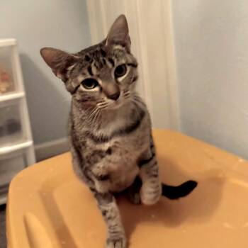 Snuggles -  Domestic Short Hair Cat for Adoption in Brownsboro, Alabama - Snuggles | PetCurious