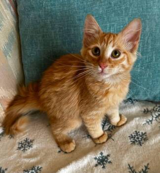 Alex -  American Shorthair Cat for Adoption in Meeker, Oklahoma - Alex | PetCurious