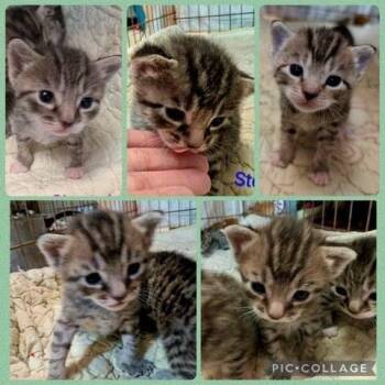Shere Khan -  Domestic Short Hair Cat for Adoption in Williston, Florida - Shere Khan | PetCurious