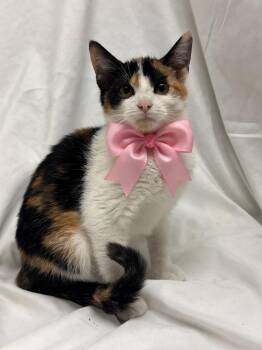 Dottie -  Domestic Short Hair Cat for Adoption in Fredericksburg, Virginia - Dottie | PetCurious
