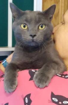 Rescue Domestic Short Hair Cats for Adoption in Chertsey, Quebec - Grace | PetCurious