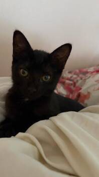 Lightning -  Domestic Short Hair Cat for Adoption in Raleigh, North Carolina - Lightning | PetCurious