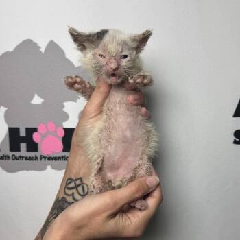 Peppercorn -  American Shorthair and Domestic Short Hair Cat for Adoption in Milton, Florida - Peppercorn | PetCurious