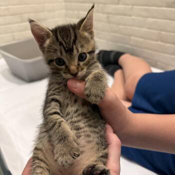 Sparkles -  Domestic Short Hair Cat for Adoption in New Fairfield, Connecticut - Sparkles | PetCurious