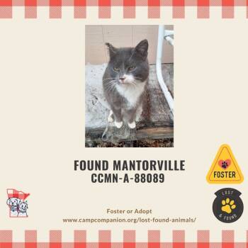 Rescue Domestic Short Hair Cats for Adoption in Rochester, Minnesota - Johnny | PetCurious