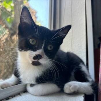 Rescue Domestic Short Hair Cats for Adoption in Costa Mesa, California - Felix | PetCurious