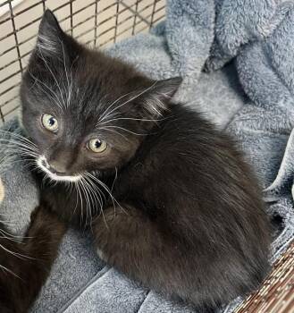 *Sand Blast* -  Domestic Short Hair Cat for Adoption in Salt Lake City, Utah - *Sand Blast* | PetCurious
