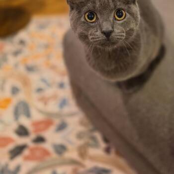 Cal -  Domestic Short Hair Cat for Adoption in Philadelphia, Pennsylvania - Cal | PetCurious