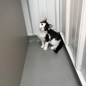 Bolt -  American Shorthair Cat for Adoption in Big Rapids, Michigan - Bolt | PetCurious