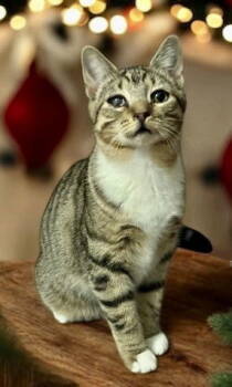 Rescue Tabby and Domestic Short Hair Cats for Adoption in Garner, North Carolina - Possum | PetCurious
