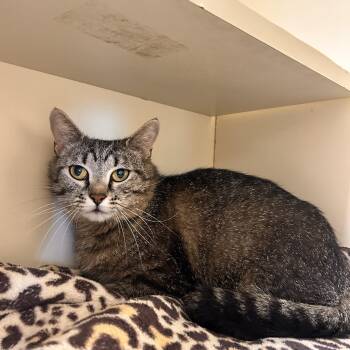 Mona Lisa -  Domestic Short Hair Cat for Adoption in Myerstown, Pennsylvania - Mona Lisa | PetCurious