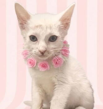 Rescue Domestic Short Hair Cats for Adoption in Grand Bay, Alabama - Sugar | PetCurious