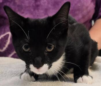Jude -  Domestic Short Hair Cat for Adoption in Murphysboro, Illinois - Jude | PetCurious